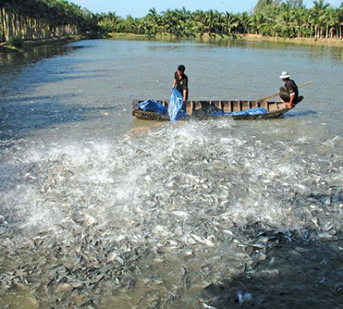 Các thế mạnh của tỉnh Vĩnh Long mới