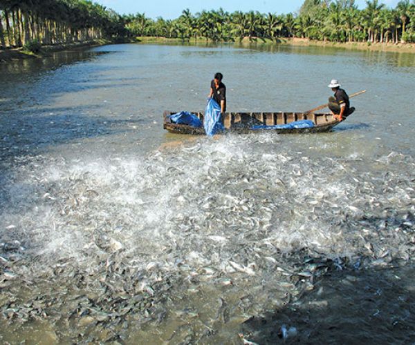 Các thế mạnh của tỉnh Vĩnh Long mới